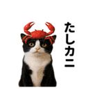 ハチワレ猫のダジャレ地獄（個別スタンプ：31）