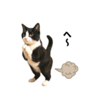 ハチワレ猫のダジャレ地獄（個別スタンプ：36）