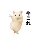 踊る！今これゴールデンハムスター（個別スタンプ：1）