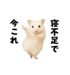 踊る！今これゴールデンハムスター（個別スタンプ：3）
