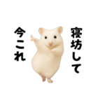 踊る！今これゴールデンハムスター（個別スタンプ：4）