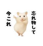 踊る！今これゴールデンハムスター（個別スタンプ：6）