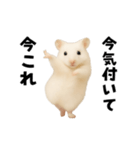 踊る！今これゴールデンハムスター（個別スタンプ：7）