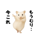 踊る！今これゴールデンハムスター（個別スタンプ：8）