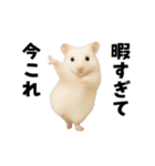 踊る！今これゴールデンハムスター（個別スタンプ：9）