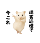 踊る！今これゴールデンハムスター（個別スタンプ：10）