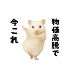 踊る！今これゴールデンハムスター（個別スタンプ：11）