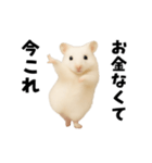 踊る！今これゴールデンハムスター（個別スタンプ：12）