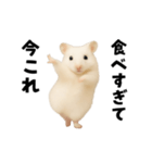 踊る！今これゴールデンハムスター（個別スタンプ：13）