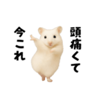 踊る！今これゴールデンハムスター（個別スタンプ：16）