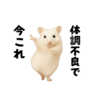 踊る！今これゴールデンハムスター（個別スタンプ：17）