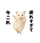 踊る！今これゴールデンハムスター（個別スタンプ：18）