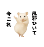 踊る！今これゴールデンハムスター（個別スタンプ：19）