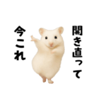 踊る！今これゴールデンハムスター（個別スタンプ：22）