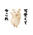 踊る！今これゴールデンハムスター（個別スタンプ：23）