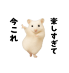 踊る！今これゴールデンハムスター（個別スタンプ：24）