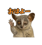 ハッピーアニマル_ガラゴ1（個別スタンプ：1）