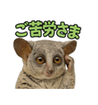 ハッピーアニマル_ガラゴ1（個別スタンプ：6）