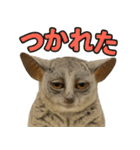 ハッピーアニマル_ガラゴ1（個別スタンプ：8）