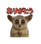 ハッピーアニマル_ガラゴ1（個別スタンプ：10）