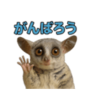 ハッピーアニマル_ガラゴ1（個別スタンプ：13）