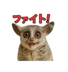 ハッピーアニマル_ガラゴ1（個別スタンプ：14）