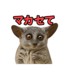 ハッピーアニマル_ガラゴ1（個別スタンプ：16）