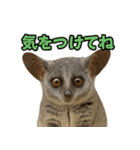 ハッピーアニマル_ガラゴ1（個別スタンプ：17）
