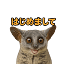 ハッピーアニマル_ガラゴ1（個別スタンプ：18）