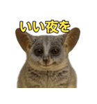 ハッピーアニマル_ガラゴ1（個別スタンプ：19）