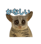 ハッピーアニマル_ガラゴ1（個別スタンプ：30）