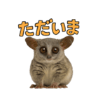 ハッピーアニマル_ガラゴ1（個別スタンプ：33）
