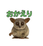 ハッピーアニマル_ガラゴ1（個別スタンプ：34）