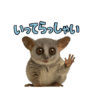 ハッピーアニマル_ガラゴ1（個別スタンプ：35）