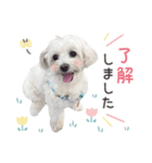 ほんわかマルプー（個別スタンプ：1）