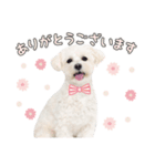 ほんわかマルプー（個別スタンプ：3）