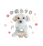 ほんわかマルプー（個別スタンプ：6）