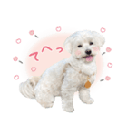 ほんわかマルプー（個別スタンプ：8）