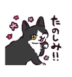 ハチワレ猫です。（個別スタンプ：10）