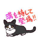ハチワレ猫です。（個別スタンプ：11）