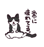 ハチワレ猫です。（個別スタンプ：35）