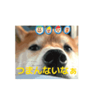 ワンコまるスタンプ（個別スタンプ：3）
