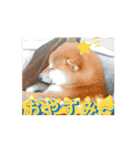 ワンコまるスタンプ（個別スタンプ：5）