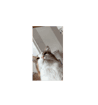 ごまさばvol.4（個別スタンプ：3）