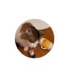 ごまさばvol.4（個別スタンプ：7）