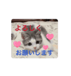 ラテちゃんの可愛いスタンプ（個別スタンプ：6）