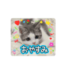 ラテちゃんの可愛いスタンプ（個別スタンプ：13）