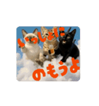 お酒とネコ好きな日常会話61（個別スタンプ：5）