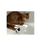 いりこのスタンプ 動くねこ（個別スタンプ：2）