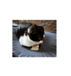 いりこのスタンプ 動くねこ（個別スタンプ：3）